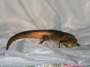 Герозавр (G. gerosaurus)
