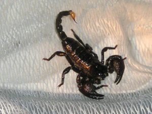 Императорский скорпион (Pandinus imperator)