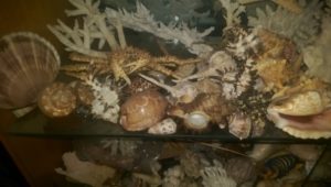 Ракушки